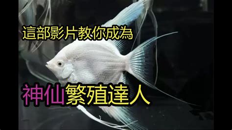 神仙魚繁殖秘笈|神仙魚繁殖必看! 小魚從孵化到長大! 